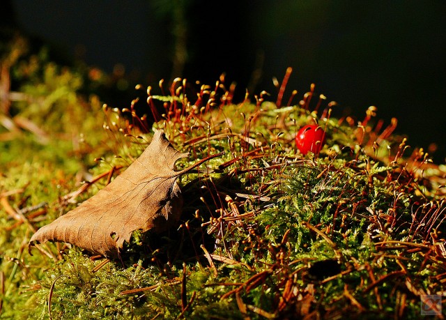 ***
Фотограф: Сергей Буркацкий

Просмотров: 930
Комментариев: 0