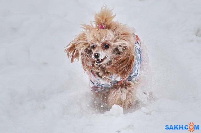 Люся на прогулке

Просмотров: 957
Комментариев: 1