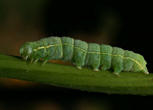 DSC01933
Фотограф: Сергей Буркацкий

Просмотров: 610
Комментариев: 0