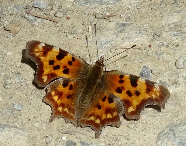 DSC03469
Фотограф: Сергей Буркацкий

Просмотров: 762
Комментариев: 0