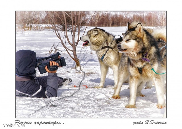 Разные характеры...
Фотограф: В.Дейкин

Просмотров: 2959
Комментариев: 1