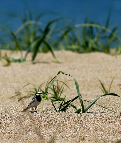 ***
Фотограф: Сергей Буркацкий

Просмотров: 951
Комментариев: 0