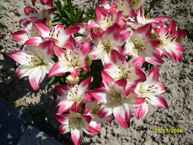 Лилия
Фотограф: Maricha

Просмотров: 1419
Комментариев: 2