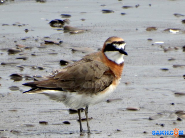 DSC06122_н
Монгольский зуек
Просмотров: 384
Комментариев: 1