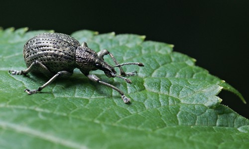 DSC07499
Фотограф: Сергей Буркацкий

Просмотров: 536
Комментариев: 0