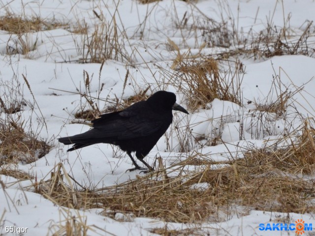 грач

Просмотров: 553
Комментариев: 0
