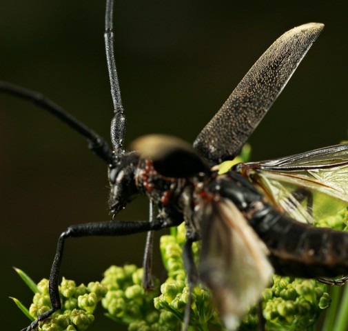 DSC01850
Фотограф: Сергей Буркацкий

Просмотров: 358
Комментариев: 0
