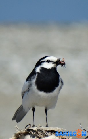 DSC04669

Просмотров: 631
Комментариев: 0