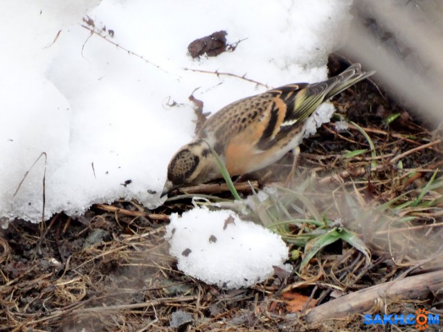 Юрок

Просмотров: 617
Комментариев: 0