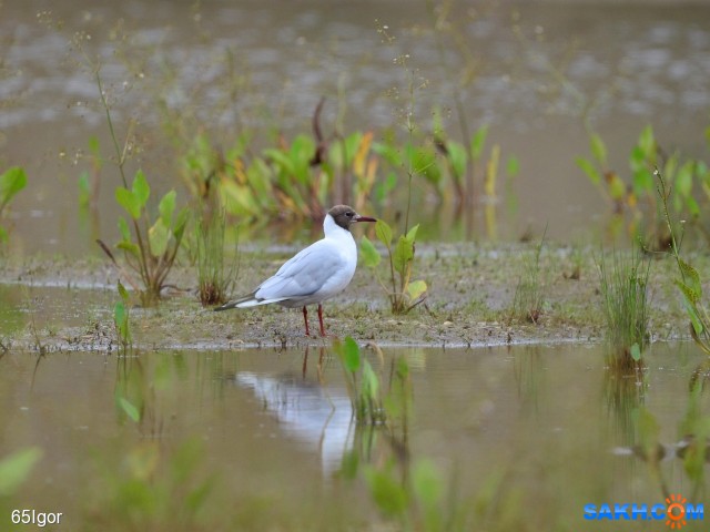 озерная чайка

Просмотров: 1070
Комментариев: 0