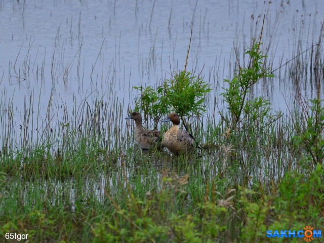 шилохвость

Просмотров: 361
Комментариев: 0