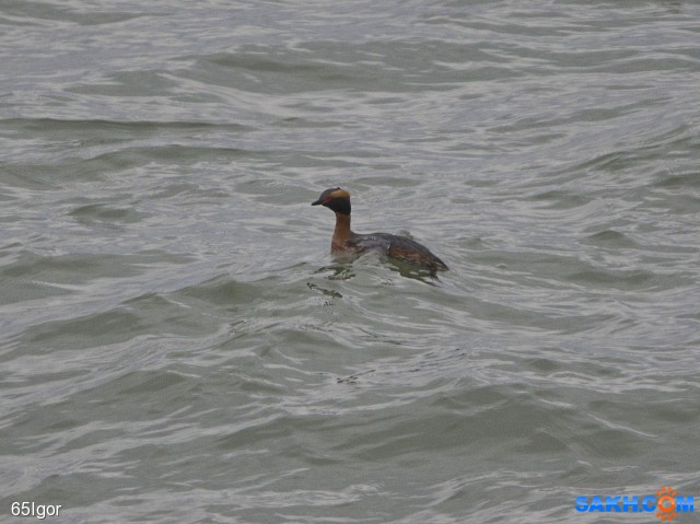 красношейная поганка
охотское(очень далеко и свет никакой,да и танцор,,,)

Просмотров: 1278
Комментариев: 0