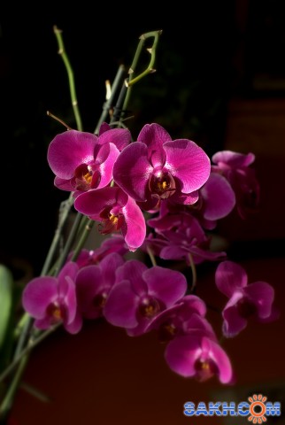 орхидея
Фотограф: Паутов И В

Просмотров: 1173
Комментариев: 0