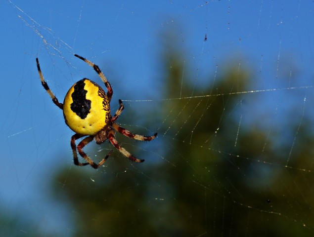 ***
Фотограф: Сергей Буркацкий

Просмотров: 603
Комментариев: 0