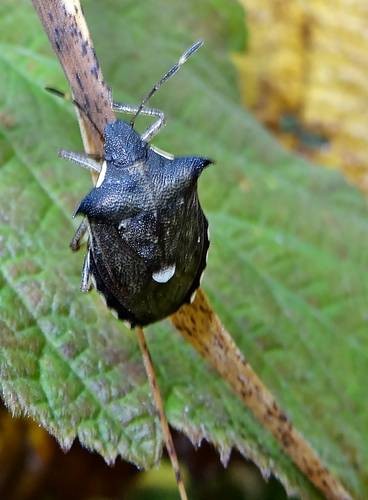 DSC03609
Фотограф: Сергей Буркацкий

Просмотров: 503
Комментариев: 0