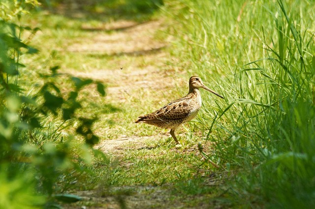 Japanese (Latham's) Snipe
Фотограф: VictorV
Японский Бекас
Просмотров: 1756
Комментариев: 0