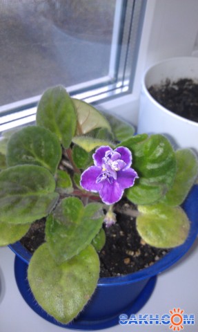 Фиалка лиловая с белой каймой

Просмотров: 732
Комментариев: 0