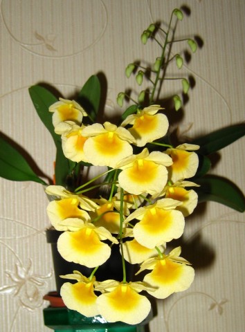 Dendrobium aggregatum
Фотограф: Marion

Просмотров: 392
Комментариев: 0