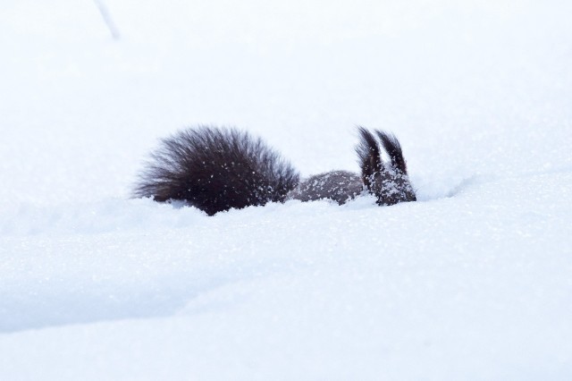 Партизанское движение ))
Фотограф: VictorV

Просмотров: 708
Комментариев: 0
