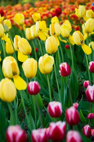 Маленькая Голландия)

Просмотров: 558
Комментариев: 0