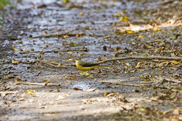 Горная трясогузка
Фотограф: VictorV
Grey Wagtail
Просмотров: 878
Комментариев: 6