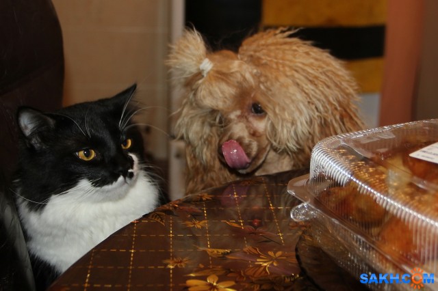 Вкусный обед

Просмотров: 895
Комментариев: 0