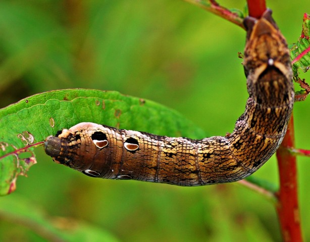 ***
Фотограф: Сергей Буркацкий

Просмотров: 627
Комментариев: 0