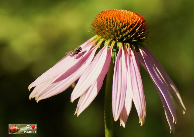 ***
Фотограф: Сергей Буркацкий

Просмотров: 1010
Комментариев: 0