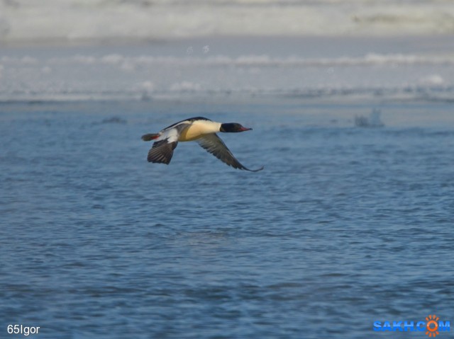 большой крохаль

Просмотров: 791
Комментариев: 0