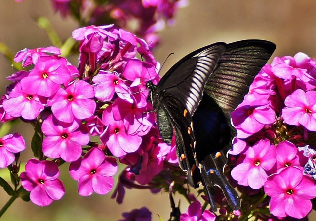 ***
Фотограф: Сергей Буркацкий

Просмотров: 664
Комментариев: 0