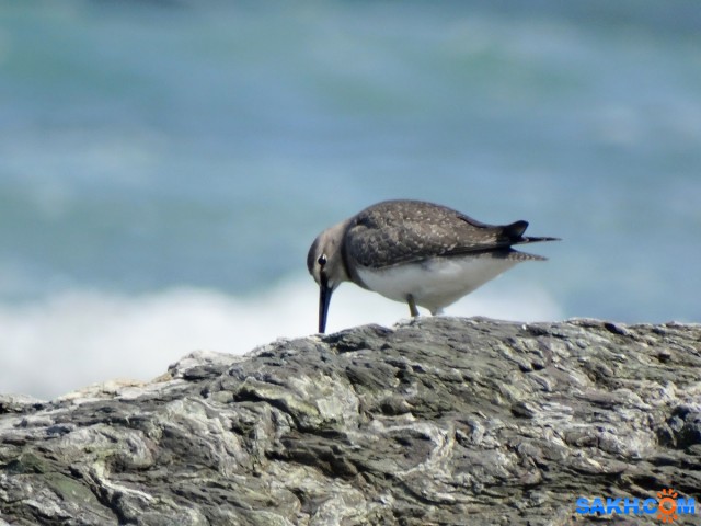 Сибирский пепельный улит
м.Острый
Просмотров: 773
Комментариев: 1