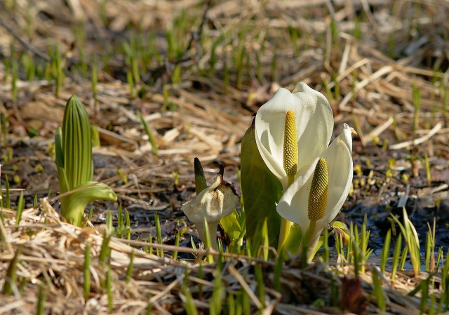 Весенние первенцы
Фотограф: Сергей Буркацкий

Просмотров: 1364
Комментариев: 0