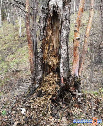 2012-05-08 Дупло

Просмотров: 1558
Комментариев: 0