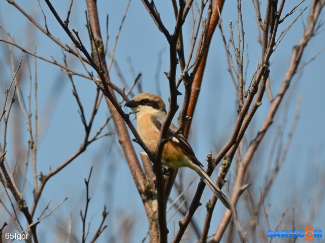 сорокопут японский
02.06.19 Охотское

Просмотров: 591
Комментариев: 0