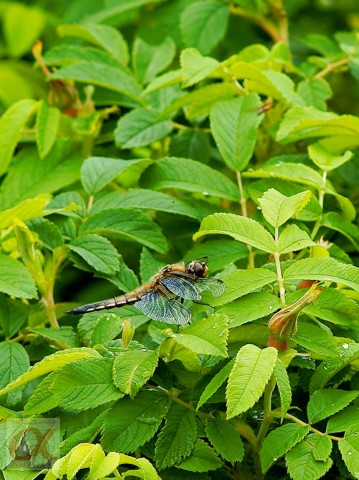 ***
Фотограф: Сергей Буркацкий

Просмотров: 865
Комментариев: 0