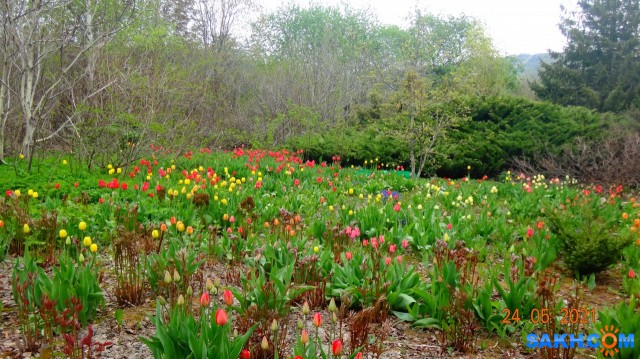 Тюльпаны.

Просмотров: 374
Комментариев: 0