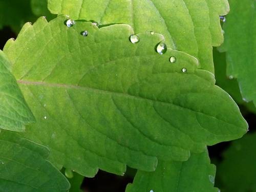 DSC00130
Фотограф: Сергей Буркацкий

Просмотров: 347
Комментариев: 0