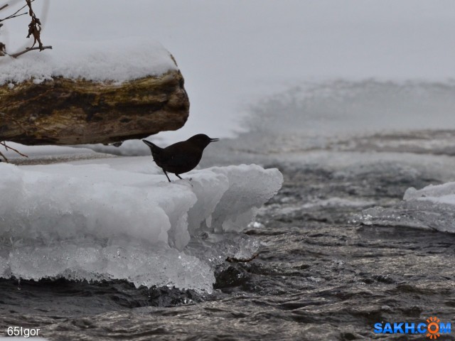 надо нырять

Просмотров: 713
Комментариев: 0