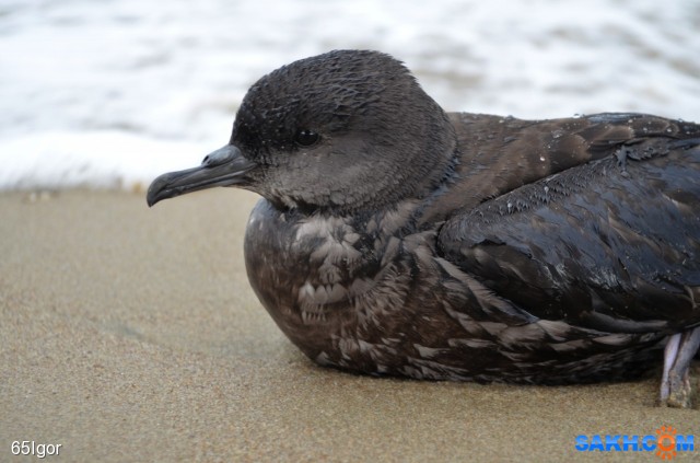 буревестник тонкоклювый

Просмотров: 990
Комментариев: 0