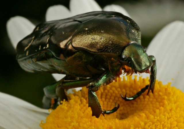 DSC01735
Фотограф: Сергей Буркацкий

Просмотров: 380
Комментариев: 0