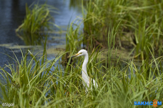 42059

Просмотров: 408
Комментариев: 0