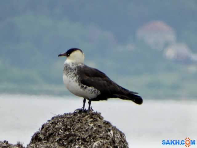 Средний поморник

Просмотров: 418
Комментариев: 0