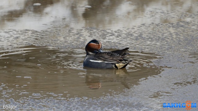 чирок

Просмотров: 373
Комментариев: 0