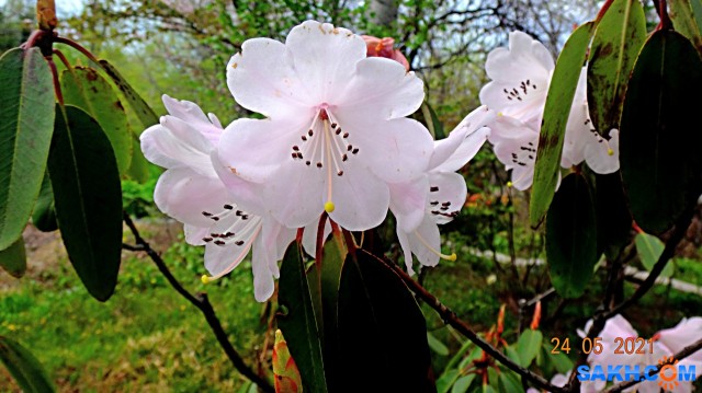 Родедендрон.

Просмотров: 404
Комментариев: 0