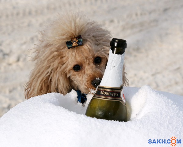 С Новым годом!

Просмотров: 1954
Комментариев: 2