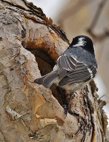 ***
Фотограф: Сергей Буркацкий

Просмотров: 1450
Комментариев: 0