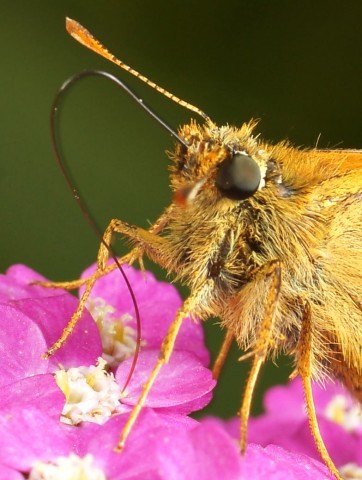 DSC01907
Фотограф: Сергей Буркацкий

Просмотров: 422
Комментариев: 0