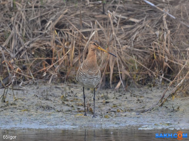 веретенник большой

Просмотров: 844
Комментариев: 1