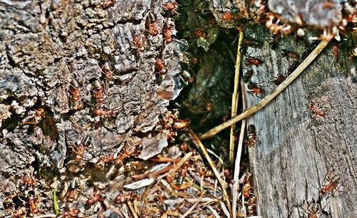 DSC07453
Фотограф: Сергей Буркацкий

Просмотров: 451
Комментариев: 0