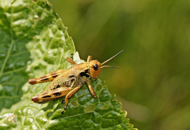 ***

Просмотров: 558
Комментариев: 0